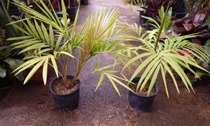 LACCOSPADIX AUSTRALASICA SINGLE TRUNK MOUNTAIN FORM