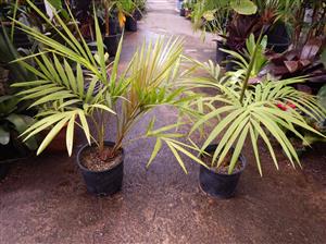 LACCOSPADIX AUSTRALASICA SINGLE TRUNK MOUNTAIN FORM