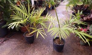 LACCOSPADIX AUSTRALASICA SINGLE TRUNK MOUNTAIN FORM