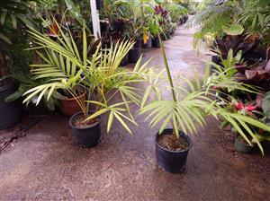 LACCOSPADIX AUSTRALASICA SINGLE TRUNK MOUNTAIN FORM