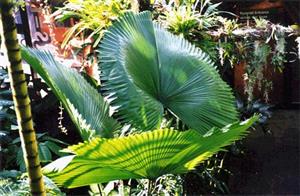 LICUALA ELEGANS EXOTIC FLAT CIRCULAR LEAF FAN PALM