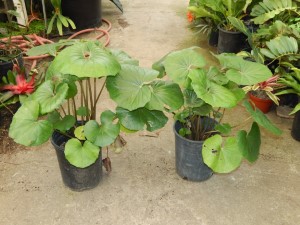 LIGULARIA TUSSILANGINEA LILY-LIKE, FLAT GREEN LEAVES