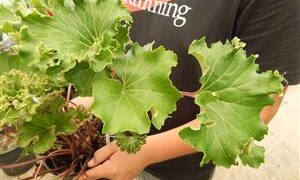FARFUGIUM JAPONICUM “SHISHI BOTAN”THE RUFFLED LIGULARIA