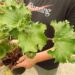 FARFUGIUM JAPONICUM “SHISHI BOTAN”THE RUFFLED LIGULARIA