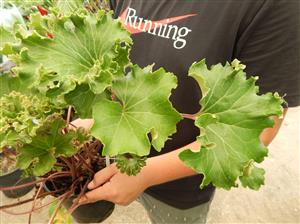 FARFUGIUM JAPONICUM “SHISHI BOTAN”THE RUFFLED LIGULARIA