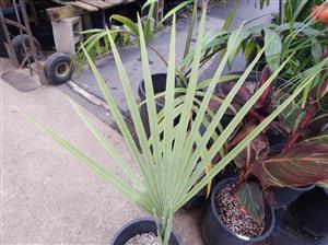 LIVISTONA LANGINOSA THE WOOLY LIVISTONA