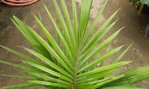 LYTOCARYUM HOENII NEAR EXTINCT SEMI-DWARF PALM FROM BRAZIL