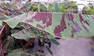 MUSA SUMATRANA HYBRID A NON-FRUITING BANANA CROSSED WITH A FRUITING BANANA