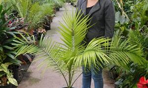 PHOENIX RUPICOLA THE CLIFF DATE PALM