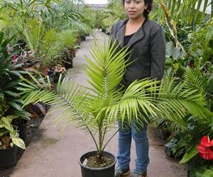 PHOENIX RUPICOLA THE CLIFF DATE PALM