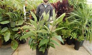 PINSTRIPE GINGER DWARF GINGER WITH WHITE ON GREEN STRIPED LEAVES