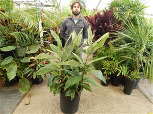 PINSTRIPE GINGER DWARF GINGER WITH WHITE ON GREEN STRIPED LEAVES