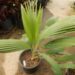 PRITCHARDIA HILLEBRANDII A HAWAIIAN LOULU FAN PALM