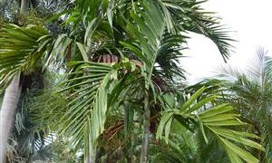 PTYCHOSPERMA ELEGANS THE SOLITAIRE PALM – NATIVE TO AUSTRALIA
