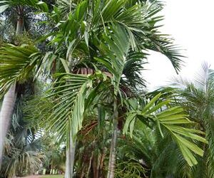 PTYCHOSPERMA ELEGANS THE SOLITAIRE PALM – NATIVE TO AUSTRALIA