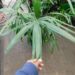RHAPIDOPHYLLUM HYSTRIX THE NEEDLE PALM