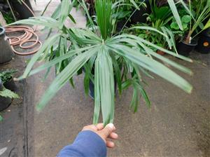RHAPIDOPHYLLUM HYSTRIX THE NEEDLE PALM