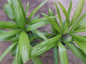 RHAPIS EXCELSA THE LADY PALM 
