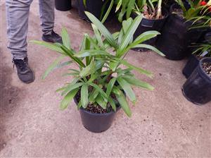 RHAPIS EXCELSA THE LADY PALM