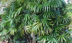 RHAPIS EXCELSA THE LADY PALM