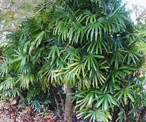 RHAPIS EXCELSA THE LADY PALM