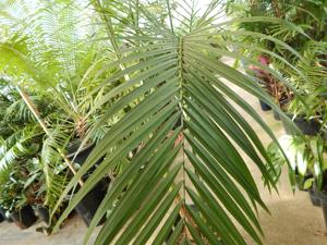 ROYSTONEA REGIA THE CUBAN ROYAL PALM