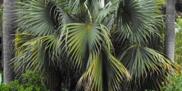 SABAL BLACKBURNIANA LARGE AND TALL FAN PALM