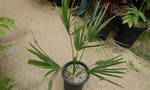 SABAL CAUSIARUM LARGE TRUNKED TROPICAL FAN PALM