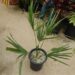 SABAL CAUSIARUM LARGE TRUNKED TROPICAL FAN PALM