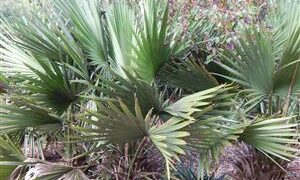 SABAL MINOR THE DWARF PALMETTO