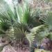SABAL MINOR THE DWARF PALMETTO