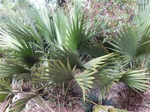 SABAL MINOR THE DWARF PALMETTO