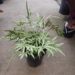 SILVER BRAKE FERN PTERIS CRETICA
