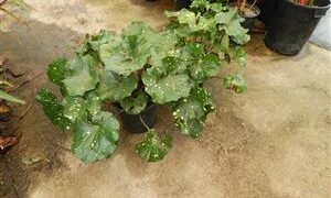 FARFUGIUM JAPONICUM AUREOMACULATUM THE SPOTTED LEOPARD PLANT FORMERLY KNOWN AS SPOTTED LIGULARIA