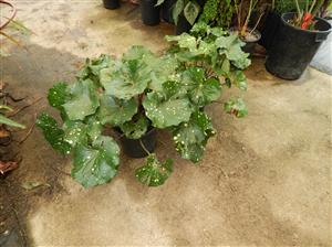 FARFUGIUM JAPONICUM AUREOMACULATUM THE SPOTTED LEOPARD PLANT FORMERLY KNOWN AS SPOTTED LIGULARIA