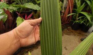 SYAGRUS KELLYANA SMALL TO MEDIUM SIZED PINNATE PALM A RARE AND SMALLER ALTERNATIVE TO THE QUEEN PALM