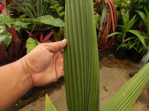 SYAGRUS KELLYANA SMALL TO MEDIUM SIZED PINNATE PALM A RARE AND SMALLER ALTERNATIVE TO THE QUEEN PALM