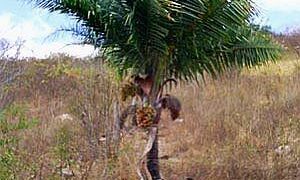 SYAGRUS KELLYANAS MALL TO MEDIUM SIZED PINNATE PALM A RARE AND SMALLER ALTERNATIVE TO THE QUEEN PALM