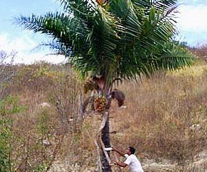 SYAGRUS KELLYANAS MALL TO MEDIUM SIZED PINNATE PALM A RARE AND SMALLER ALTERNATIVE TO THE QUEEN PALM