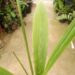 SYAGRUS OLERACEA THIN TRUNK & TALL SOLITARY PALM