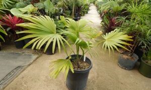 TRACHYCARPUS LATISECTUS THE WINDAMERE PALM
