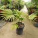 TRACHYCARPUS LATISECTUS THE WINDAMERE PALM