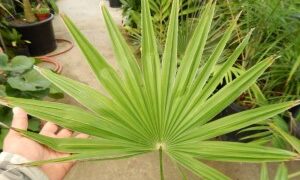 TRACHYCARPUS LATISECTUS THE WINDAMERE PALM