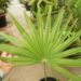 TRACHYCARPUS LATISECTUS THE WINDAMERE PALM