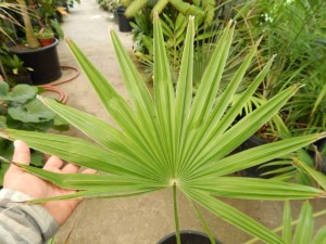 TRACHYCARPUS LATISECTUS THE WINDAMERE PALM