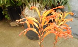 TRITONIA SPECIES IRIS APPEARING SUCKERING PLANT WITH UPRIGHT ORANGE BLOSSOMS