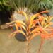 TRITONIA SPECIES IRIS APPEARING SUCKERING PLANT WITH UPRIGHT ORANGE BLOSSOMS