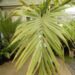 VEITCHIA ARECINA EXOTIC MEDIUM TO TALL PINNATE SUN PALM