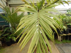 VEITCHIA ARECINA EXOTIC MEDIUM TO TALL PINNATE SUN PALM