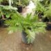 ZAMIA AMBLYPHYLLIDIA DWARF GREEN CYCAD
